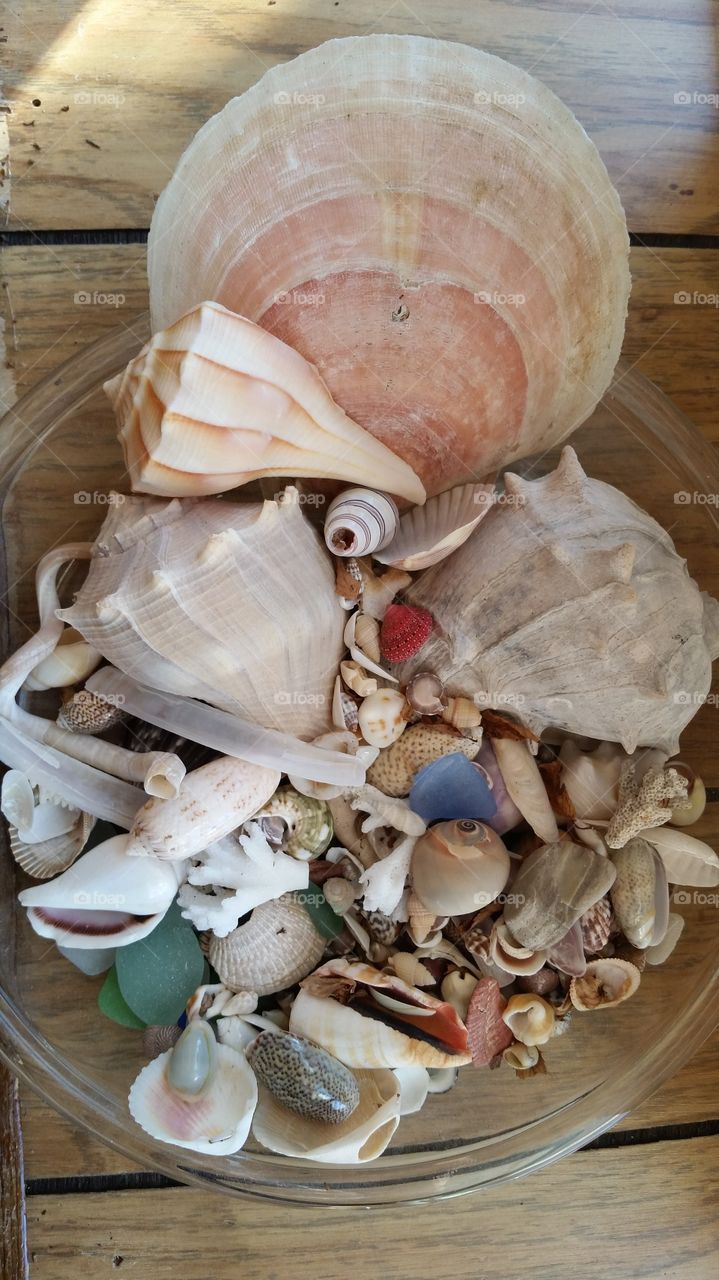 shells from the sea