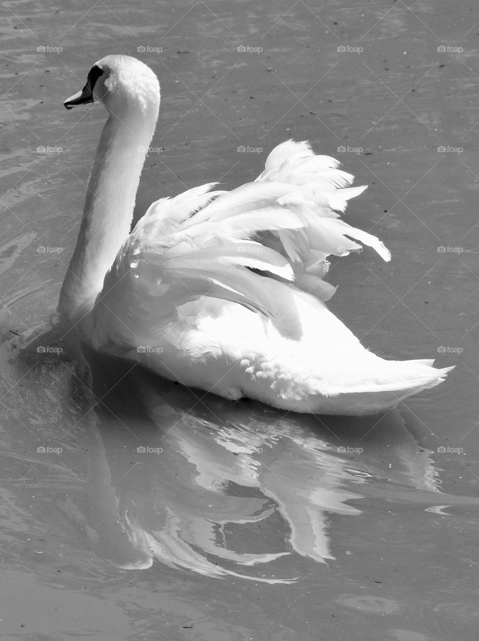 Beautiful swan in black and white