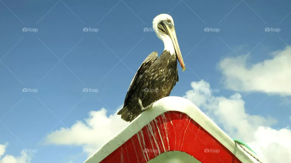 pelican perched on the bow of a boat in the sea alone