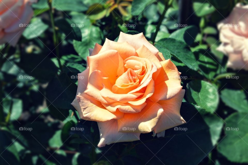 Peach rose 