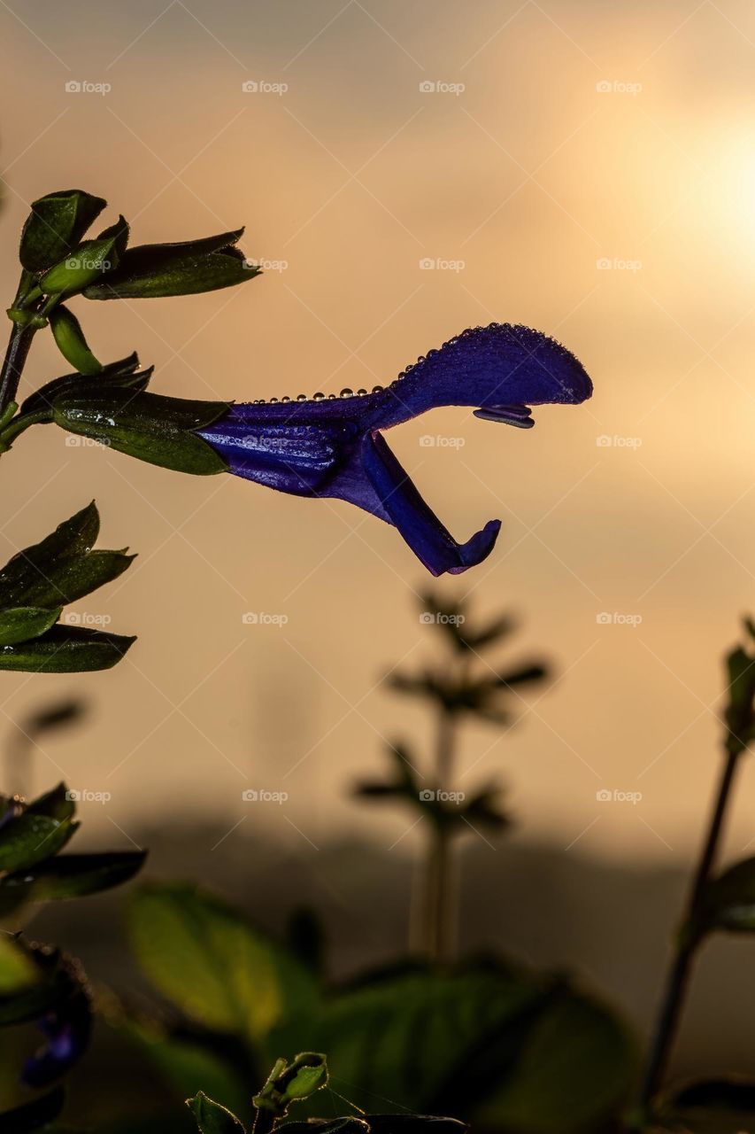 A dew-covered Salvia bloom welcomes the sultry summer morning sunrise. Raleigh, North Carolina. 