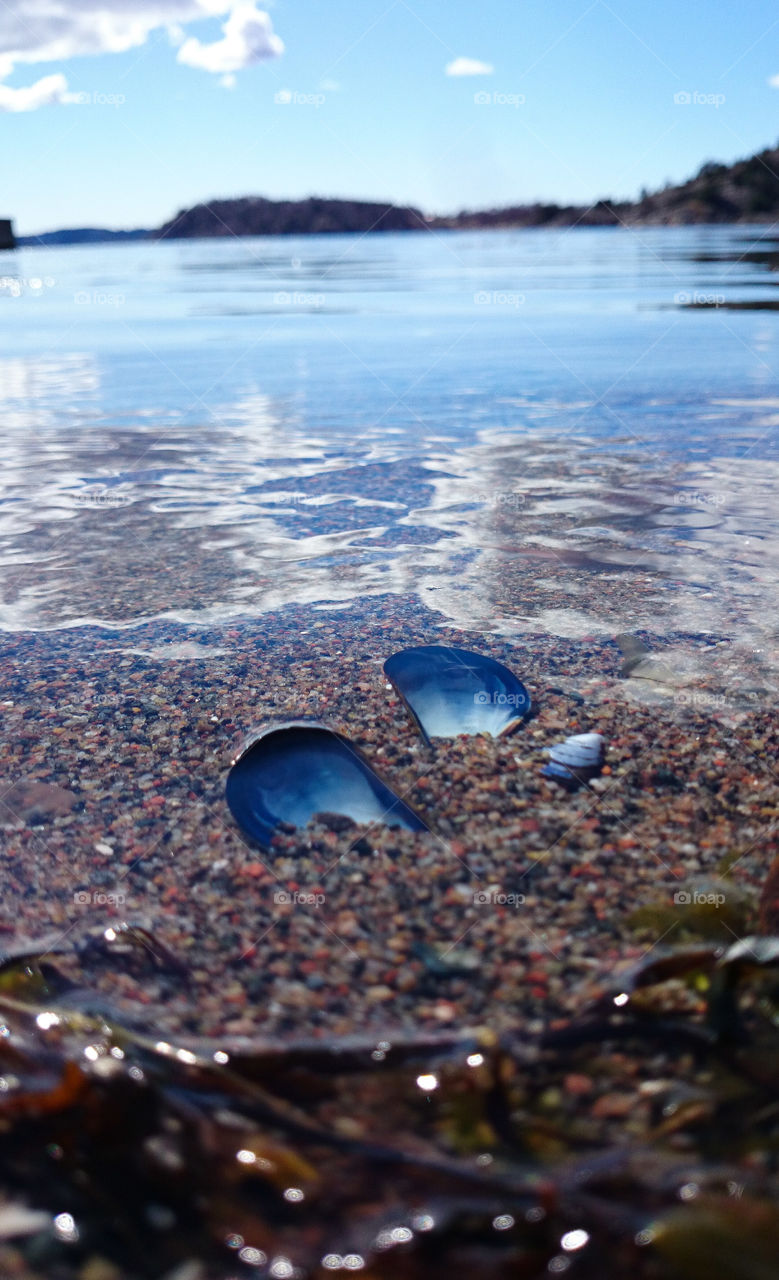 seashells