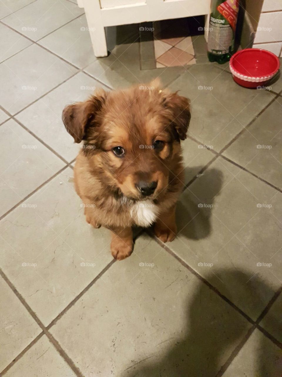 One more cookie.. pleeeaaase