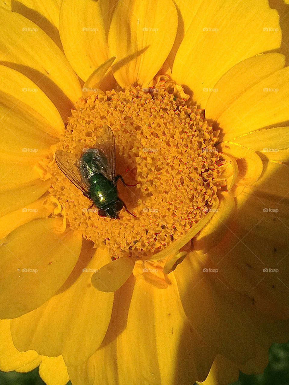sweden yellow flower insect by elluca