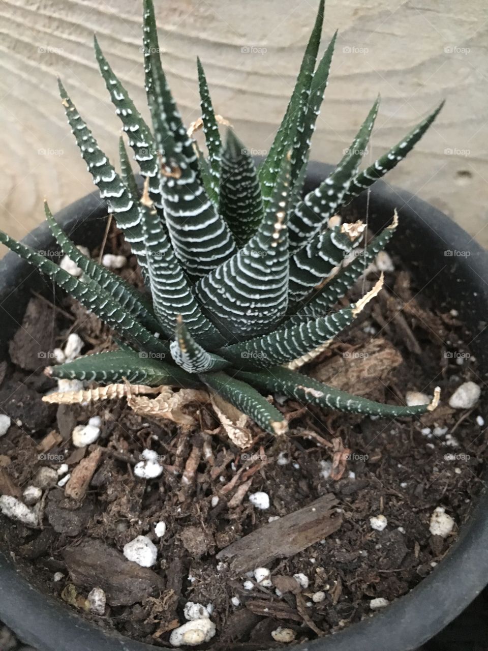 Zebra plant