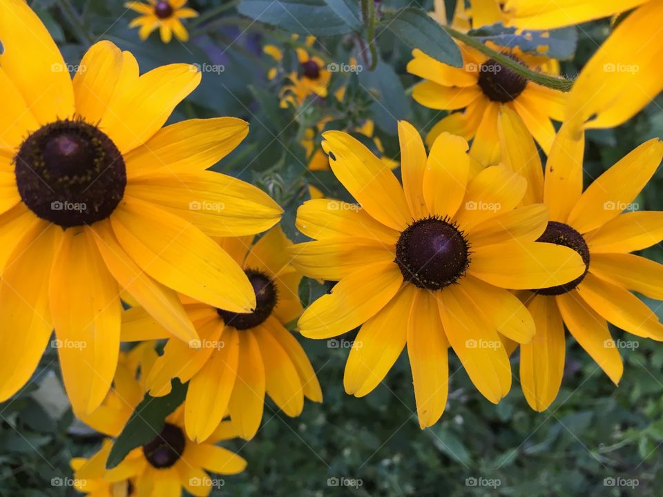 Yellow flowers