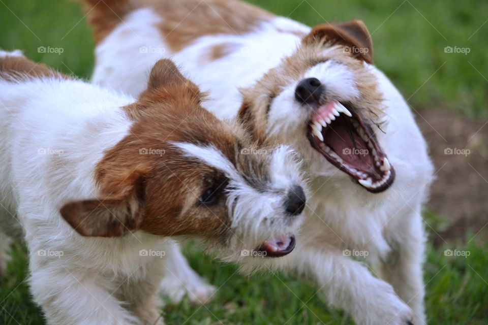 Playing. Two dogs playing with each other