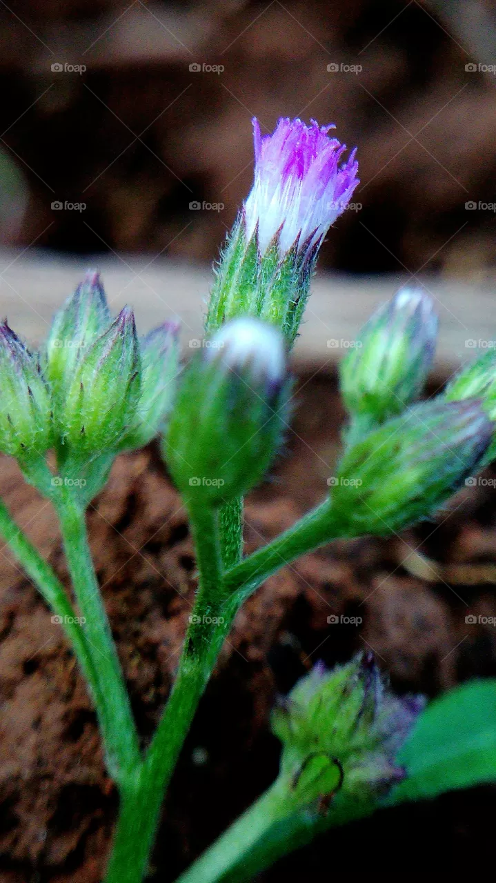flower