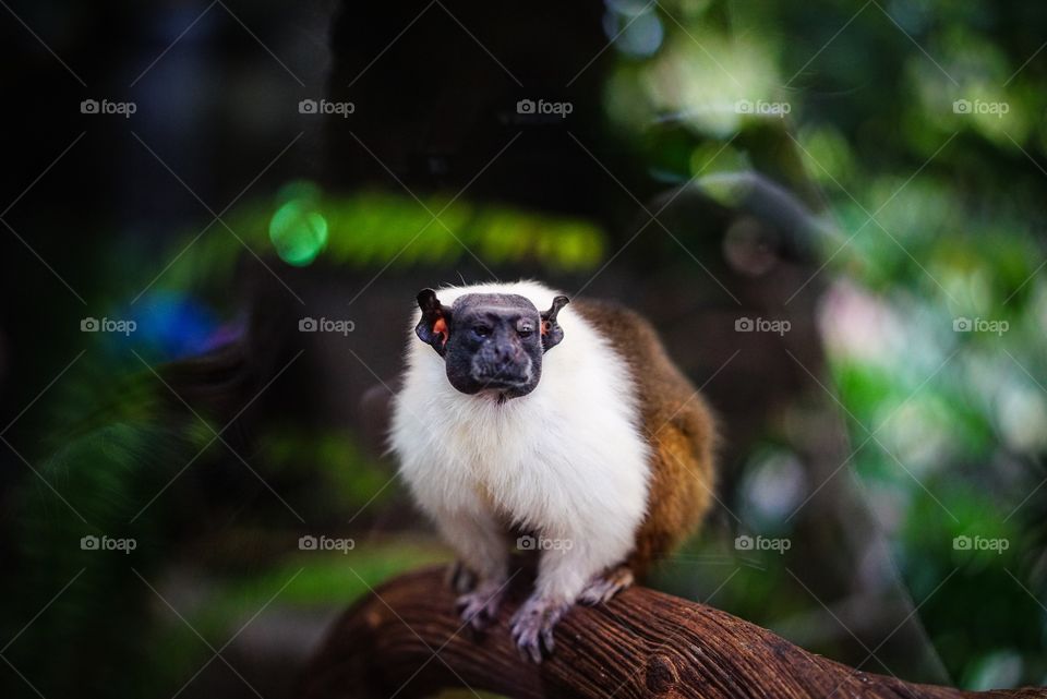 Monkey in zoo