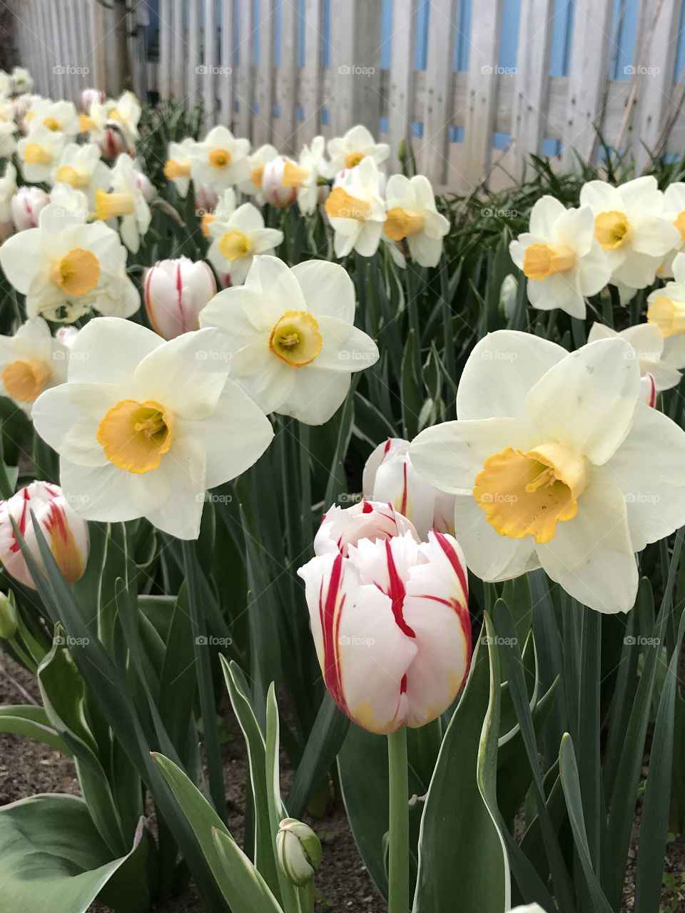 Daffodils and tulips in Michigan 