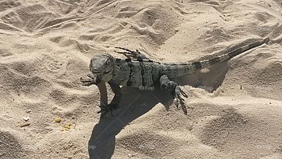 iguana over sandy mexican beach