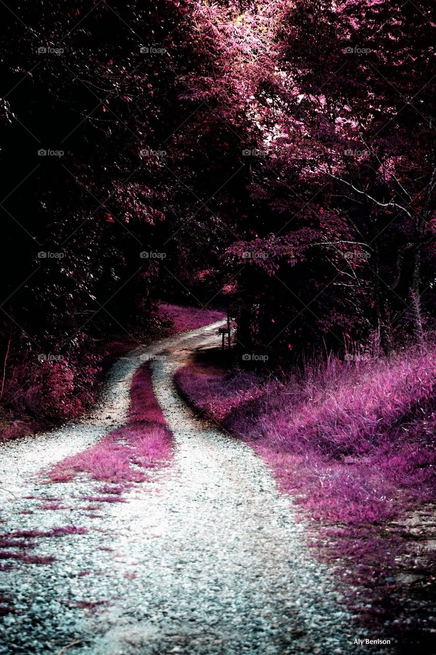 Purple Path