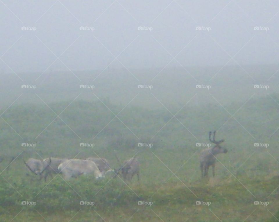 Foggy reindeer 