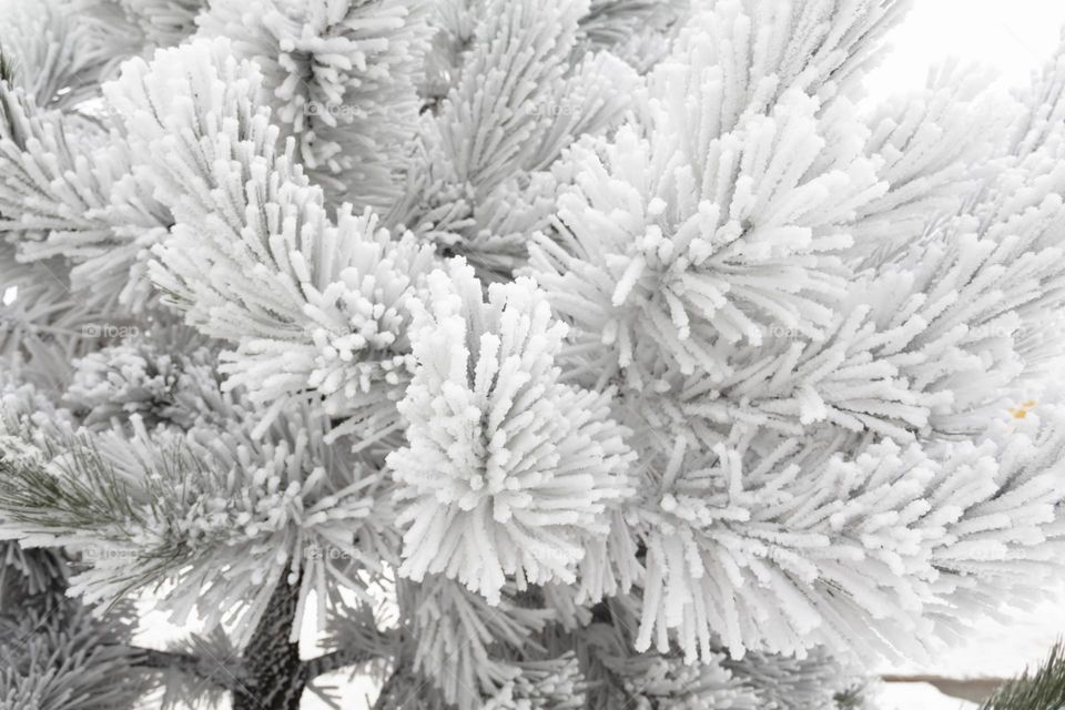 Trees and bushes are covered with white snow and winter pattern in winter in the park and city.