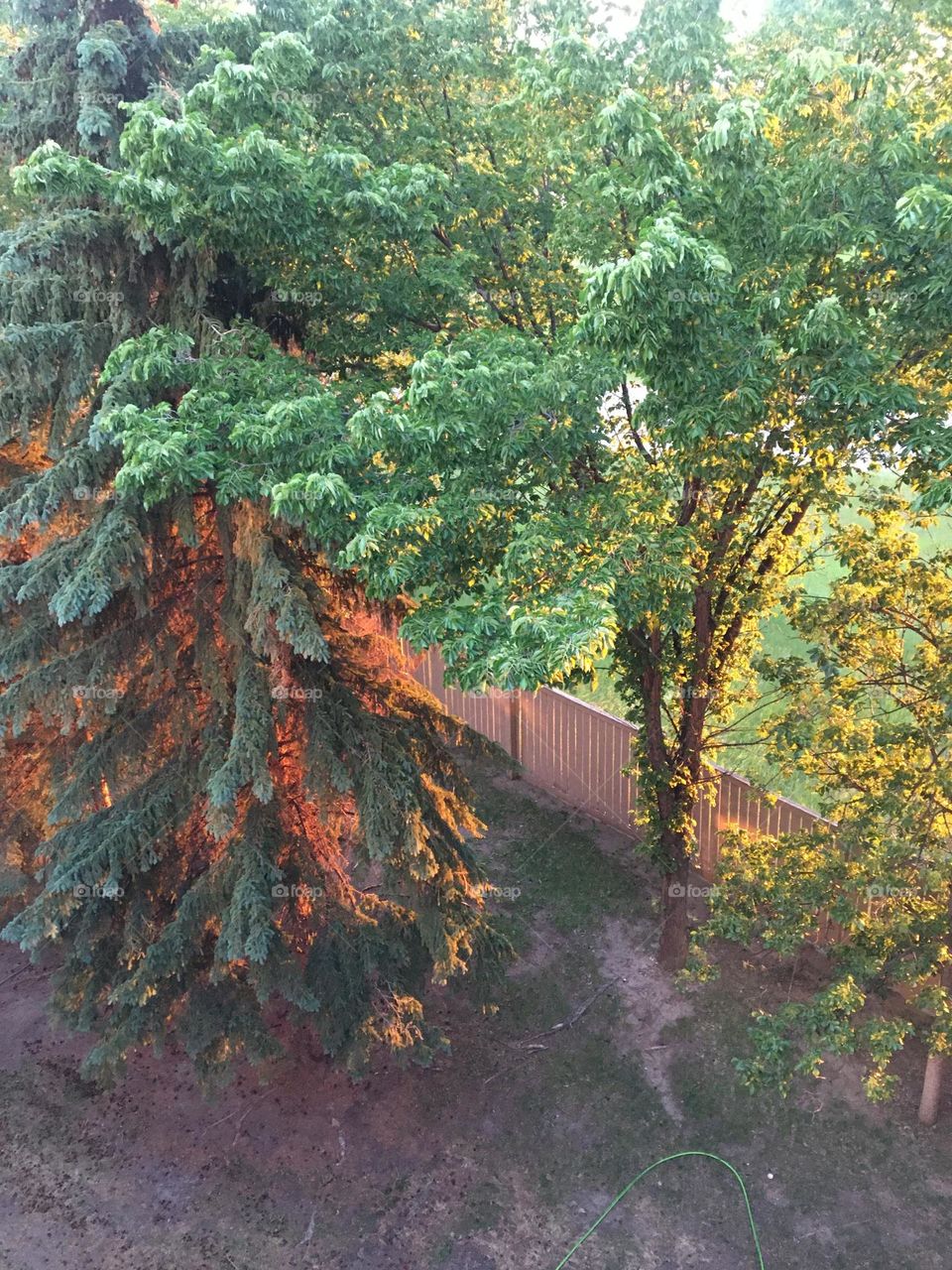 At first glance you would think this a volcano, or a tree on fire, but it’s the way the sun is hitting the tree at sunset, giving it a red hue in amongst the greenery