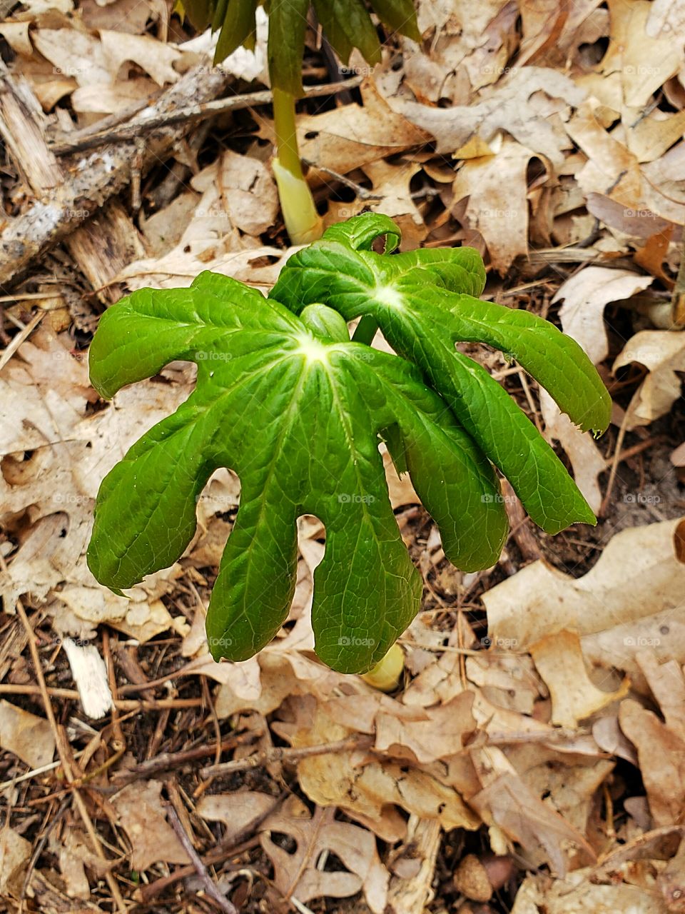 new fern growing in the woods