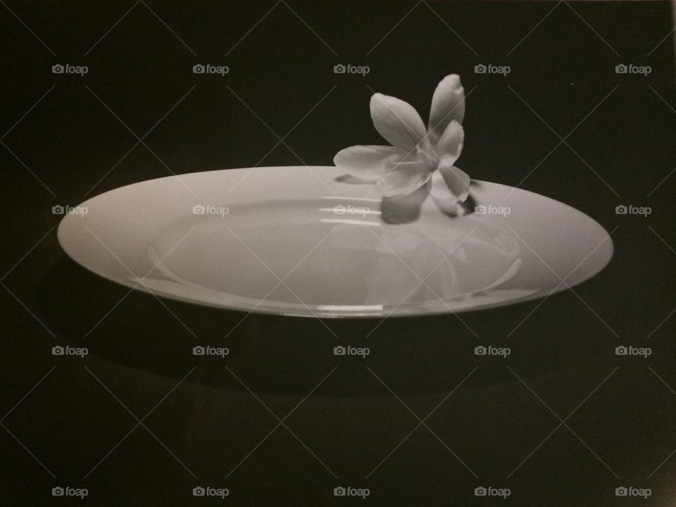White flower on white plate