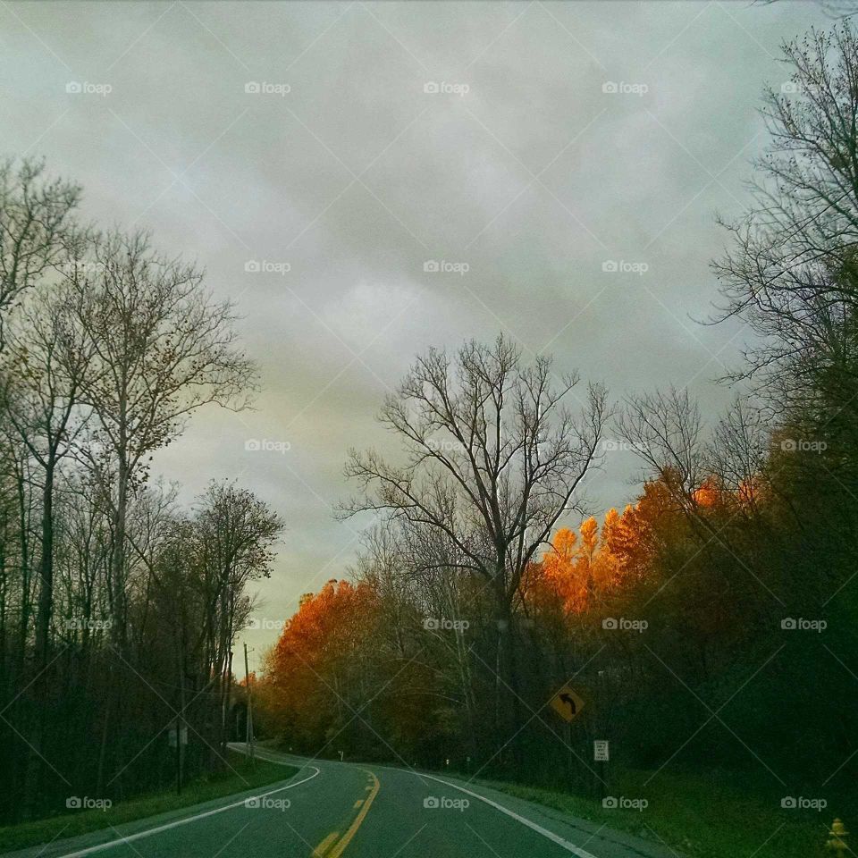 Road, No Person, Tree, Fog, Fall