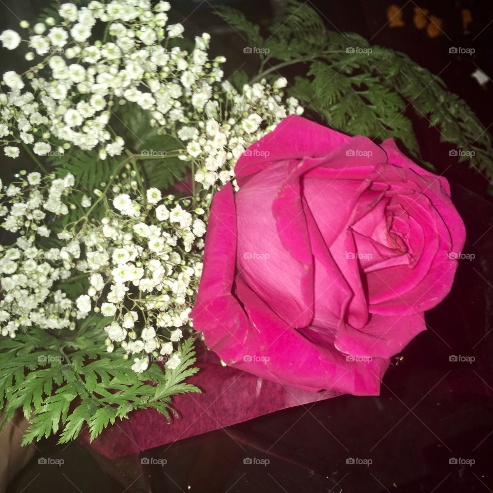 Pink Rose 💞🌹