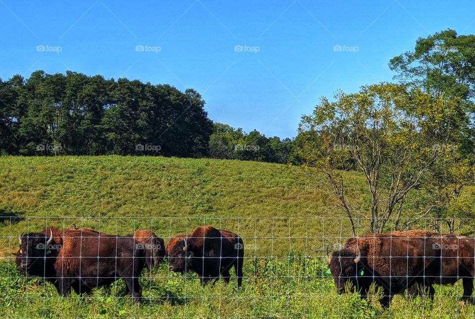 buffalo