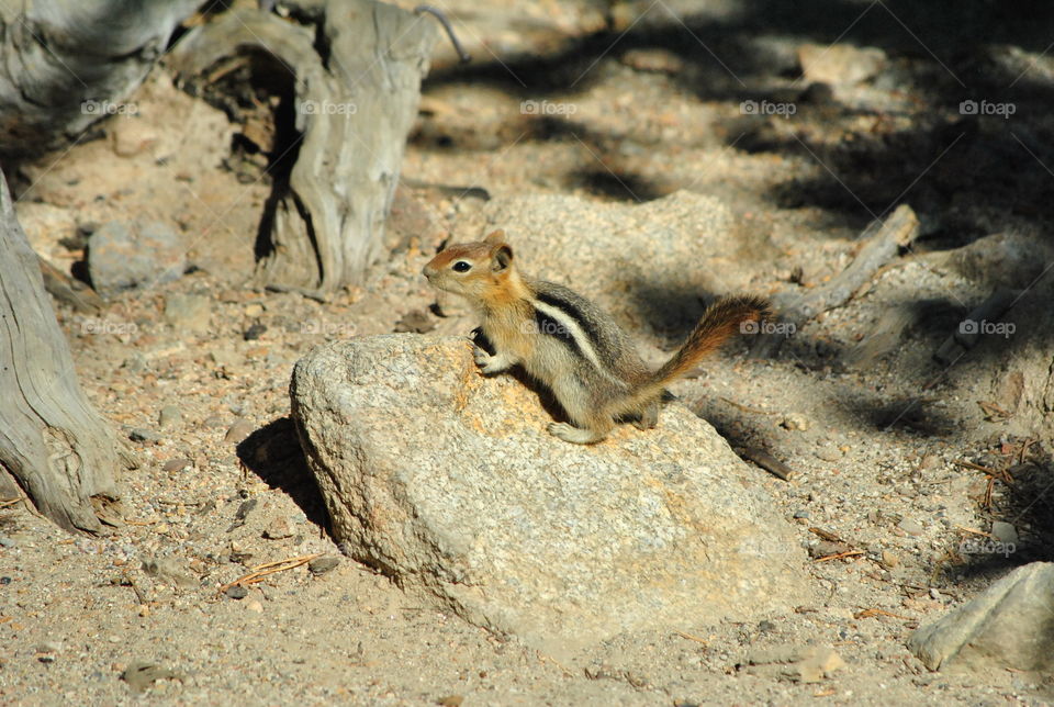 Macro shot, squirrel, on a stone