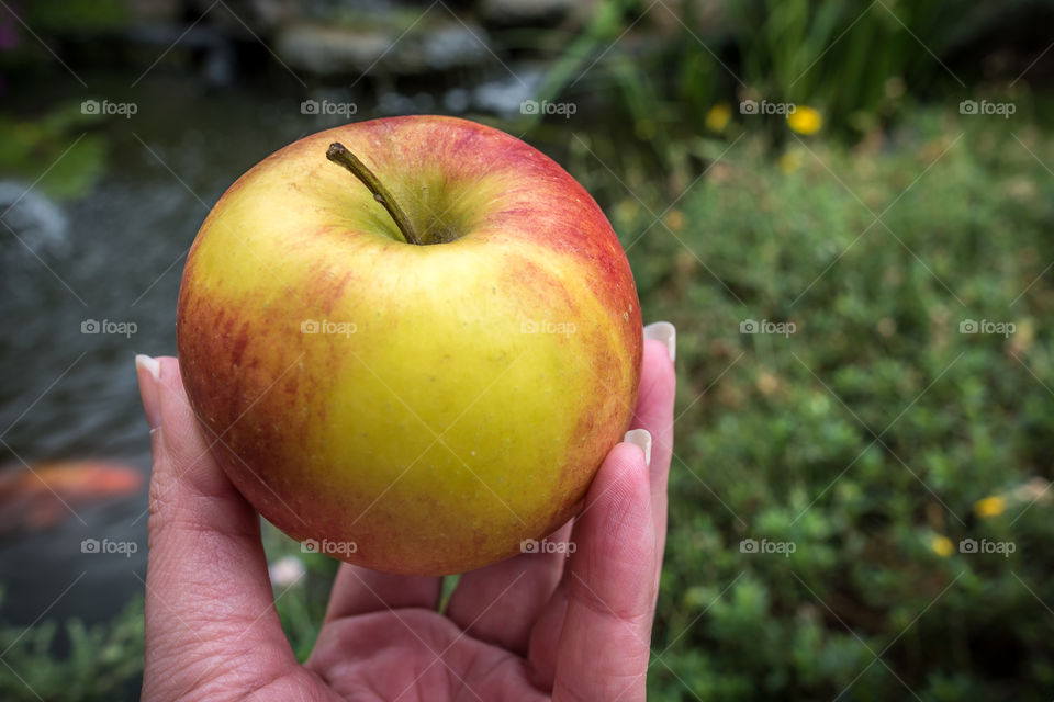 human hand holding an apple outdoors in front of a fish pond.