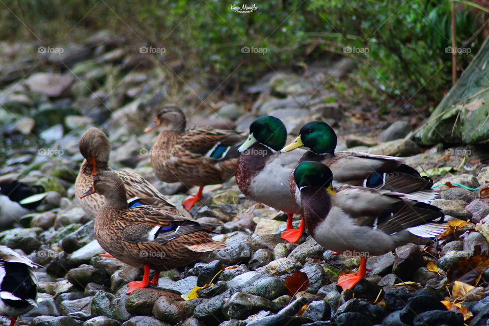 The Mallards