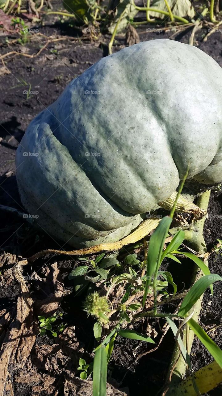 Gifts from the Earth