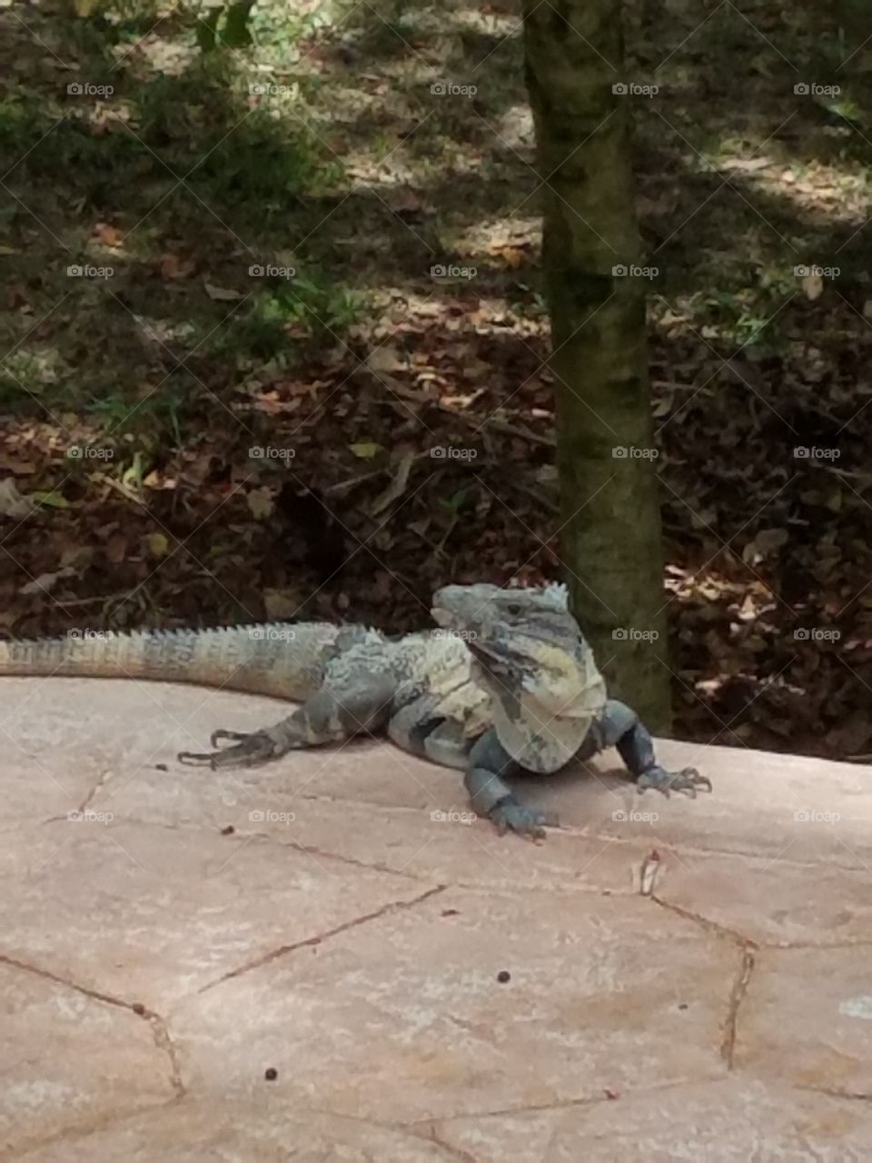 Iguana
