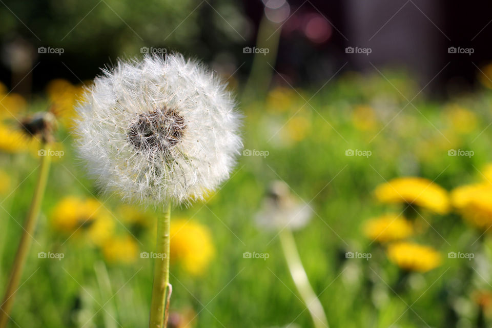 Dandelion, flower, vegetation, plants, meadow, meadow, village, sun, summer, heat, nature, landscape, still life, yellow, white, beautiful, furry,