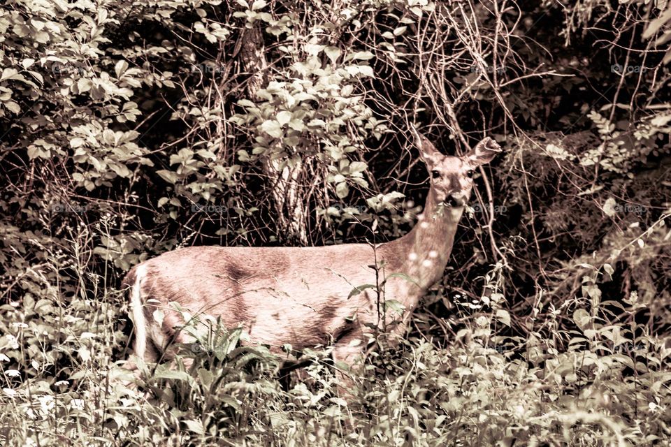 deer in the brush
