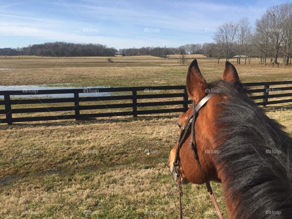 Horseback riding on a beautiful day in early spring after a good rain that left a pond in the paddock