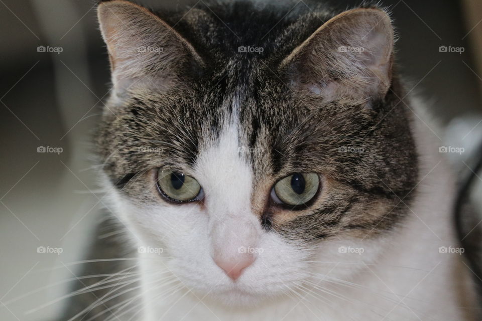 Green eyed short haired tabby cat staring closeup 