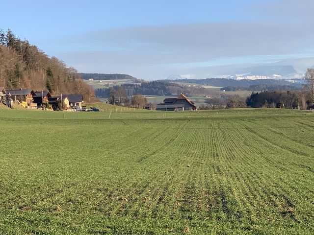 Swiss 