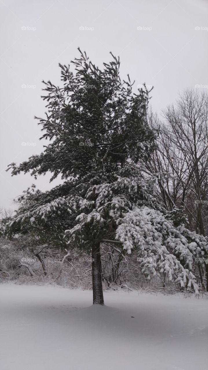 winter pine tree