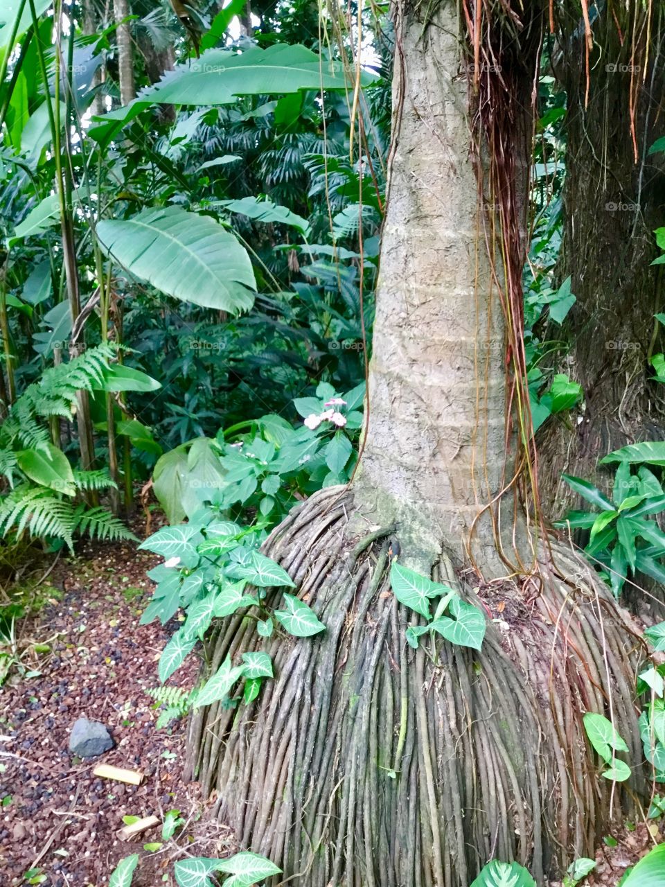 At Hawaii Tropical Botanical Garden