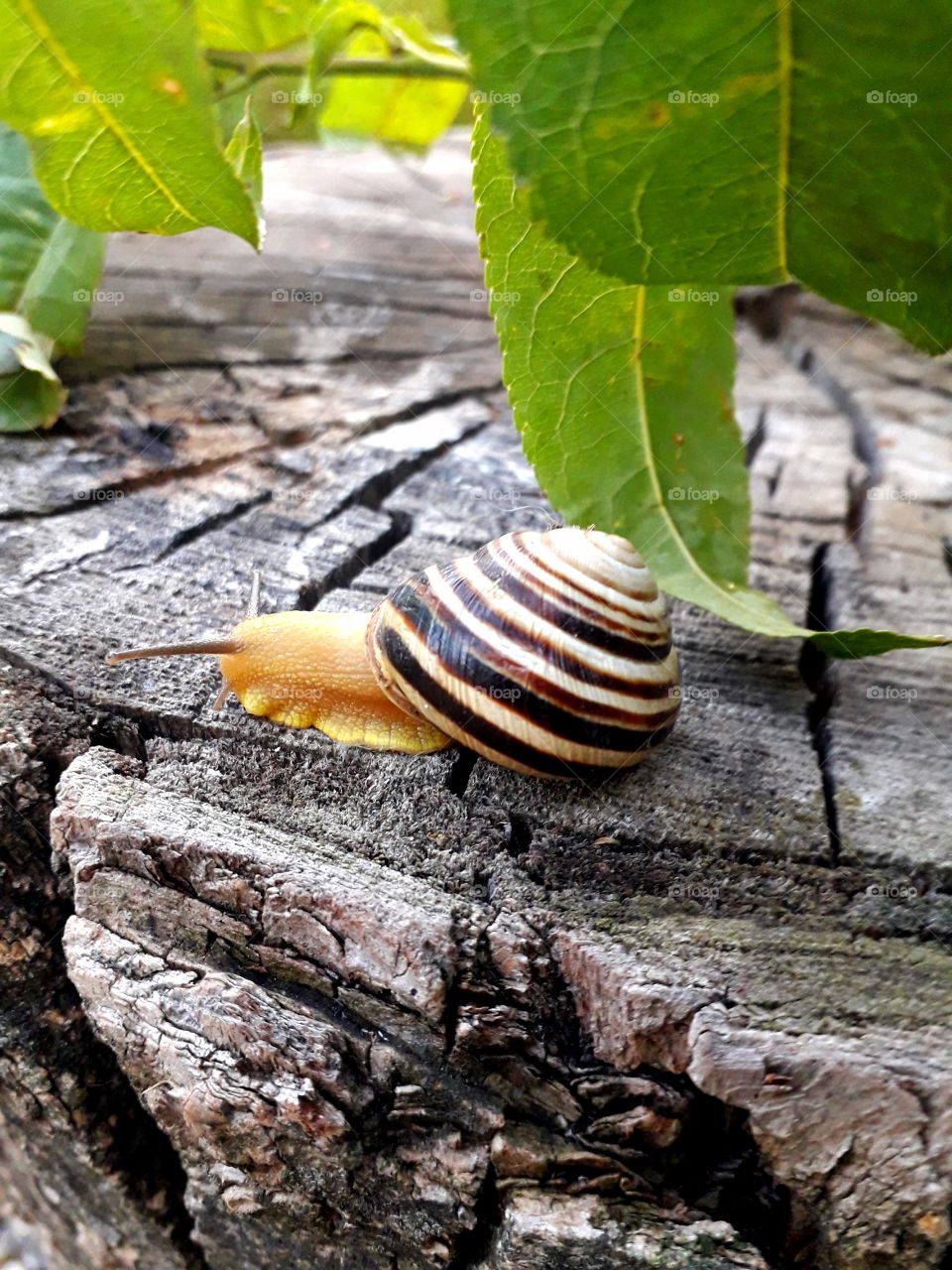 snail