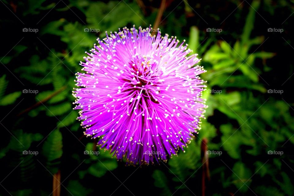 Sunshine mimosa flower