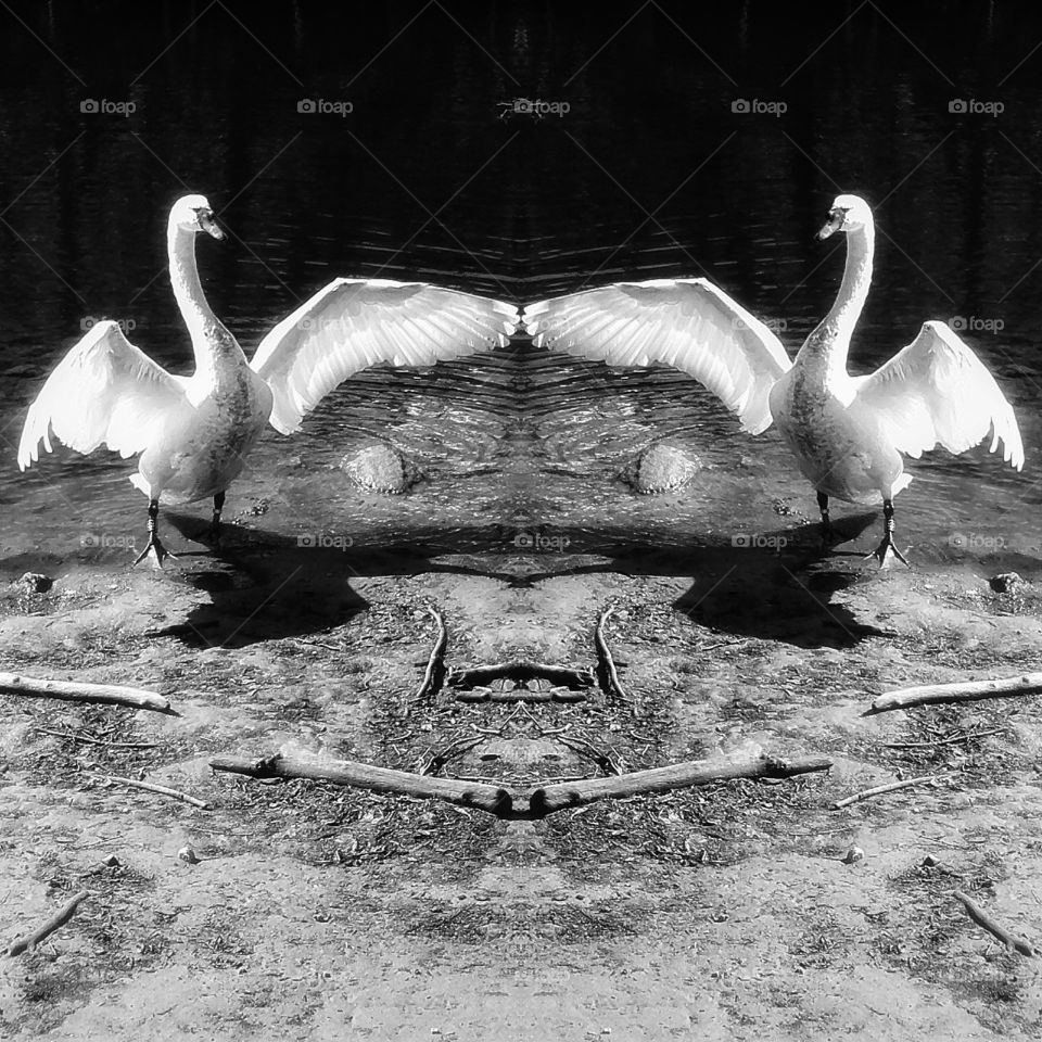 swans