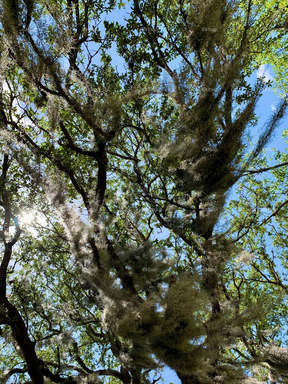 Southeastern Live Tree Oak With Leaf Hair Hanging Down The Branches Under The Sunlight. 