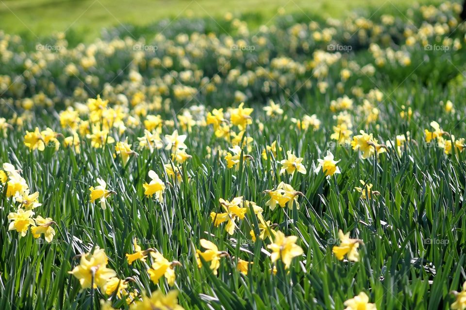 Springtime. Sloping grassland filled with daffodils 