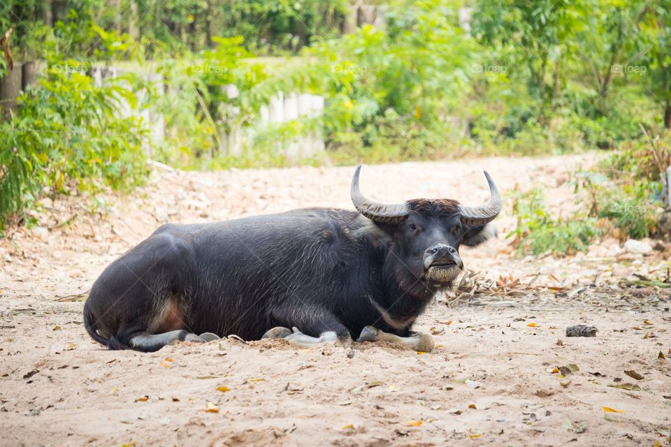 Thai buffalo lied down on the ground and waiting for food feeding