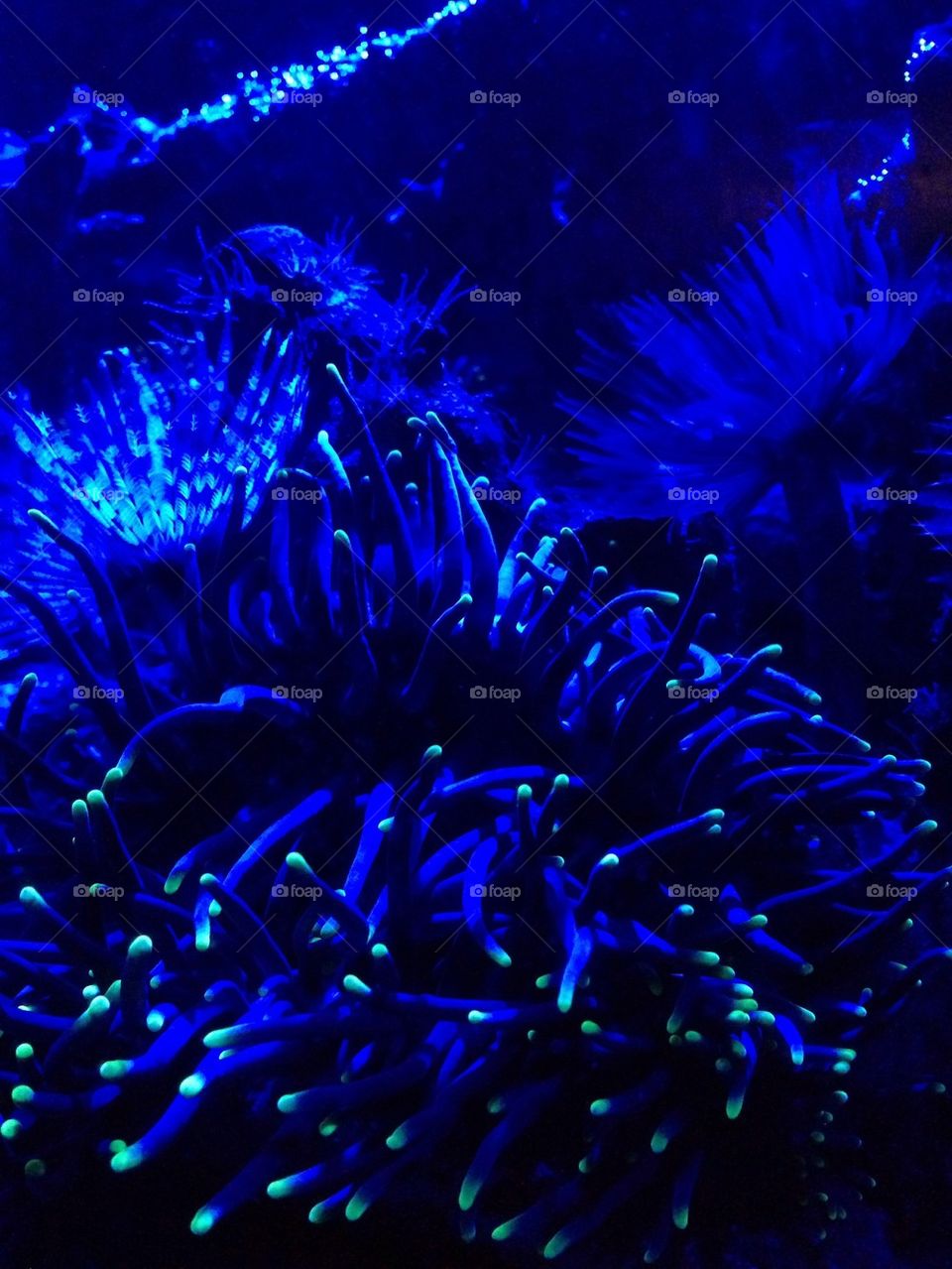 A night at the Aquarium