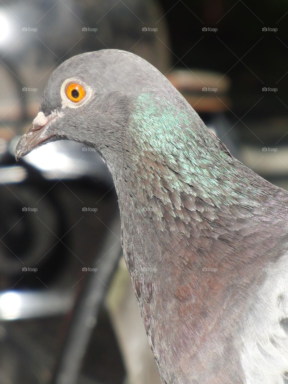 Pigeon head