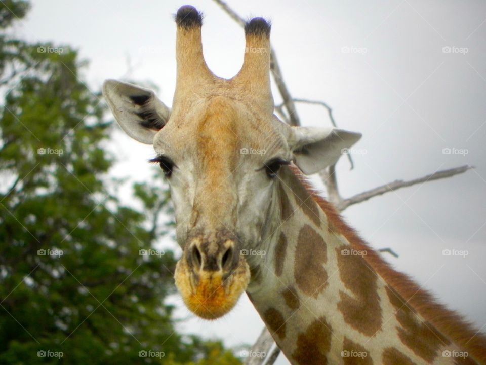 Hello giraffe! 