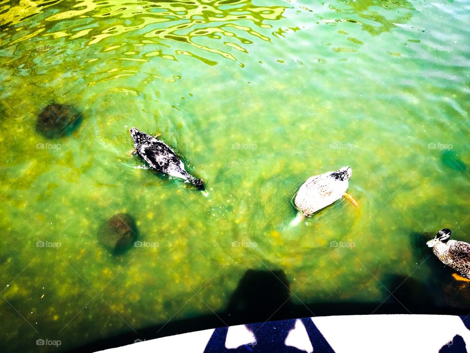 My favorite ducks in the pond. 
Love ducks. Love waters. They are good combinations. Ducks are cute, calm, and peaceful. 