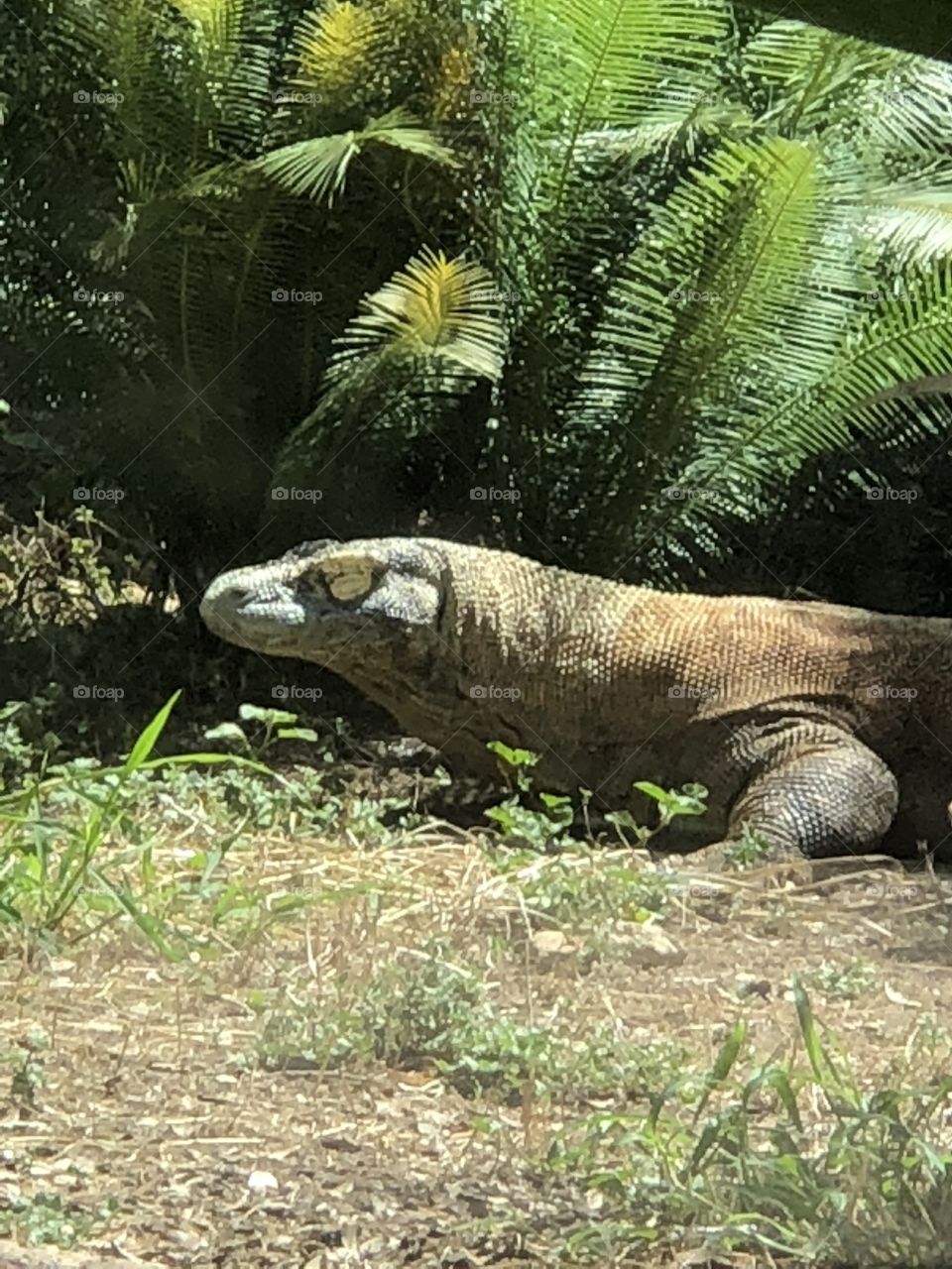 Kimono Dragon at the zoo