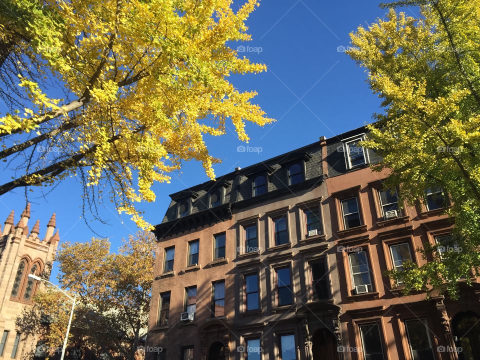 Fall foliage in Brooklyn street 