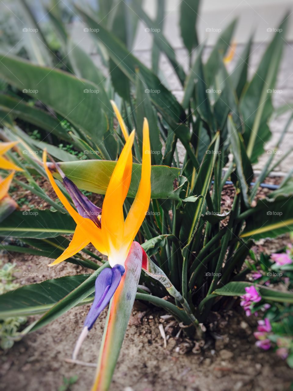 Beautiful flower #colours #leaves