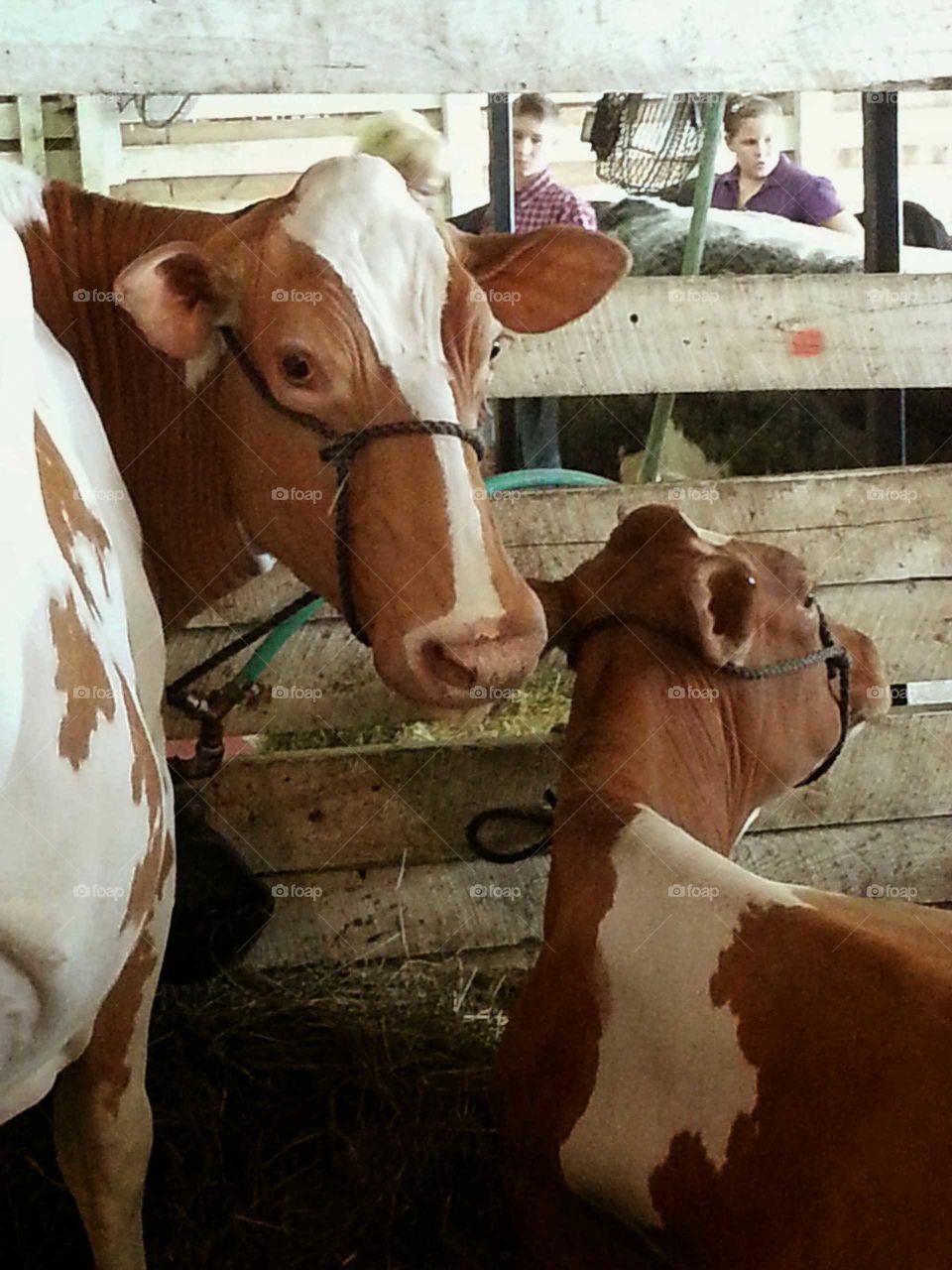 Cattle lazing in their stall in between milkings.